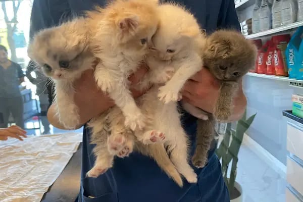 Veterinaria Veteriner Kliniği - Sakarya Adapazarı - Resim 10