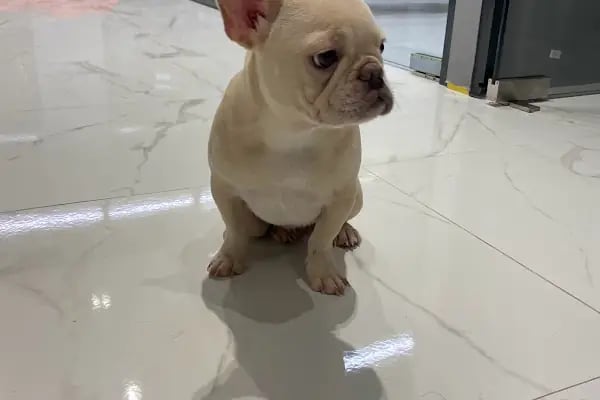 Veterinaria Veteriner Kliniği - Sakarya Adapazarı - Resim 6