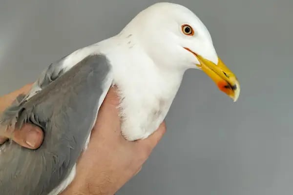 Veterinaria Veteriner Kliniği - Sakarya Adapazarı - Resim 8