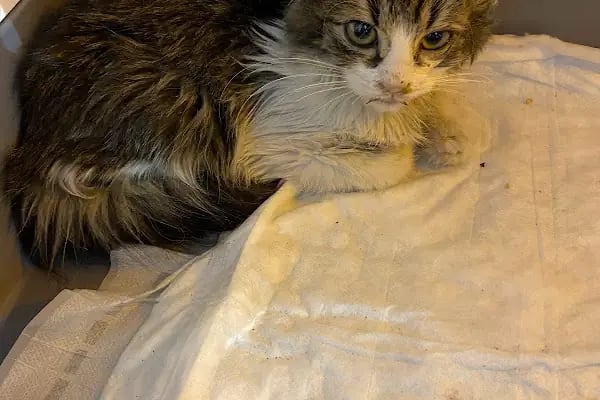Veterinaria Veteriner Kliniği - Sakarya Adapazarı - Resim 17