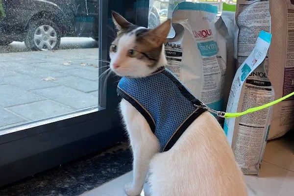 Veterinaria Veteriner Kliniği - Sakarya Adapazarı - Resim 13