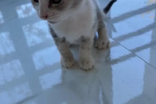 Veterinaria Veteriner Kliniği - Sakarya Adapazarı - Resim 12