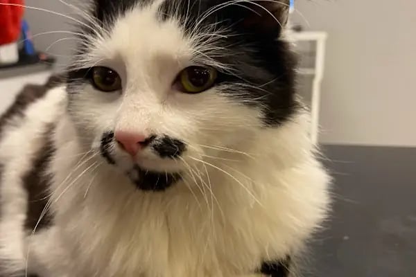 Veterinaria Veteriner Kliniği - Sakarya Adapazarı - Resim 9