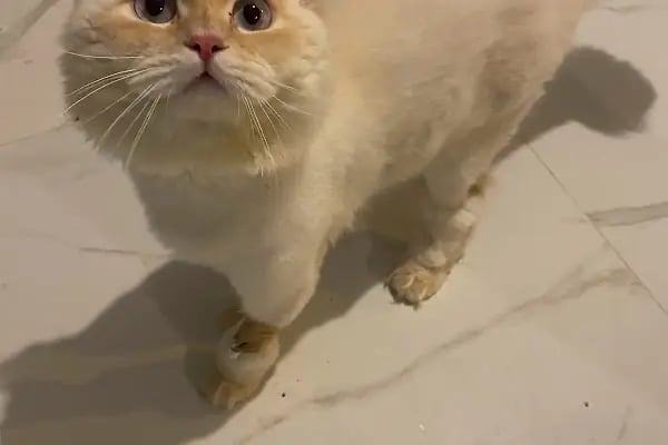 Veterinaria Veteriner Kliniği - Sakarya Adapazarı - Resim 15