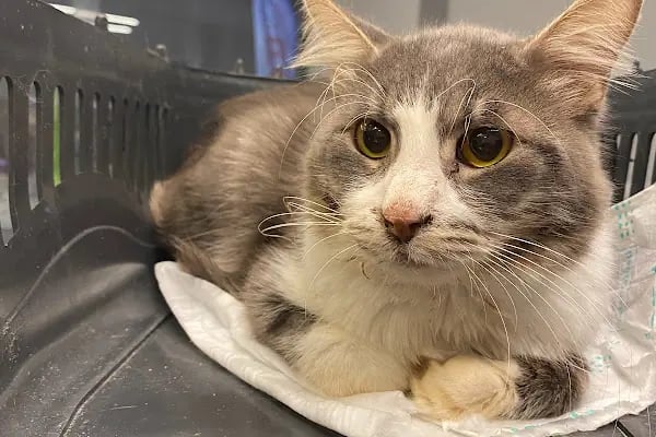 Veterinaria Veteriner Kliniği - Sakarya Adapazarı - Resim 4