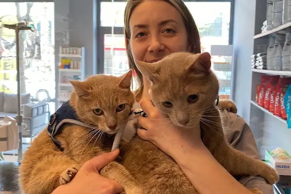Veterinaria Veteriner Kliniği - Sakarya Adapazarı - Resim 3