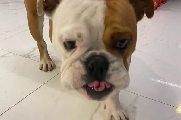 Veterinaria Veteriner Kliniği - Sakarya Adapazarı - Resim 16