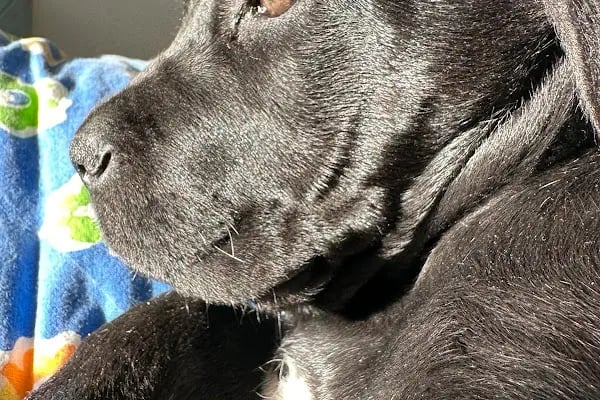 Veterinaria Veteriner Kliniği - Sakarya Adapazarı - Resim 20