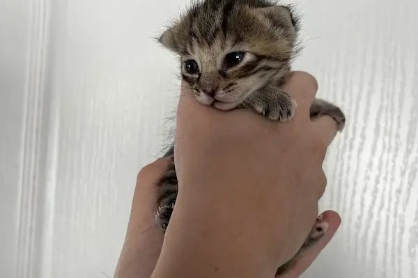 Patilihanım Veteriner Kliniği - Resim 12