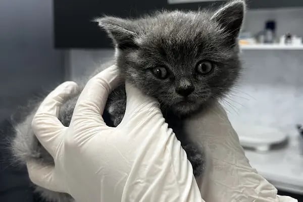 Patilihanım Veteriner Kliniği - Resim 14