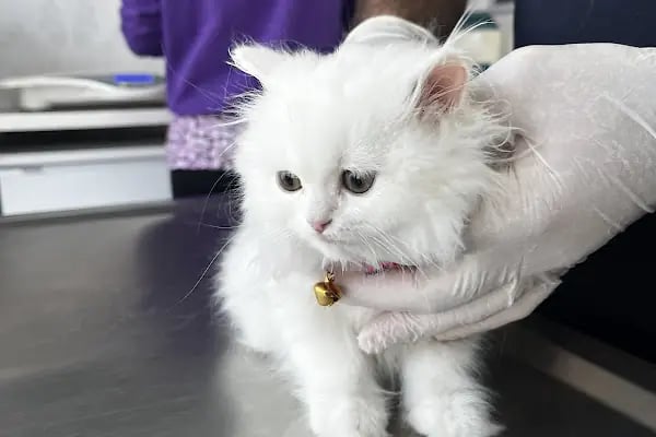 Patilihanım Veteriner Kliniği - Resim 18
