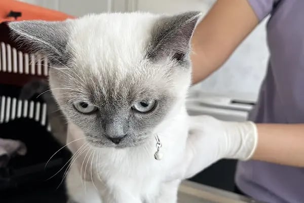Patilihanım Veteriner Kliniği - Resim 13