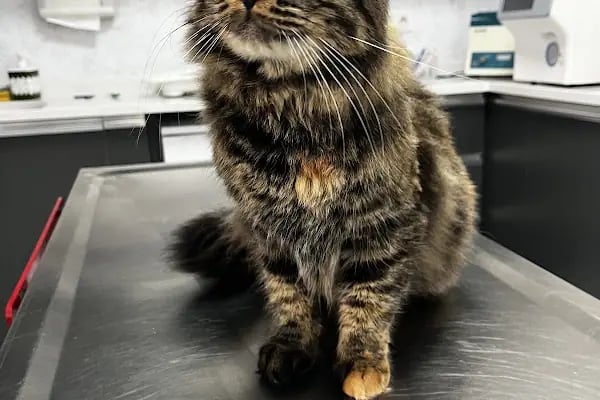 Patilihanım Veteriner Kliniği - Resim 7