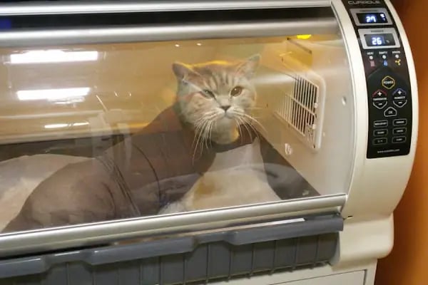 Hector Veteriner Kliniği - Resim 3