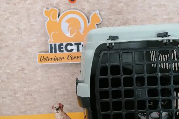 Hector Veteriner Kliniği - Resim 2