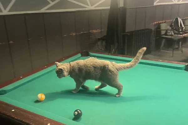 Ender Bilardo - Resim 3