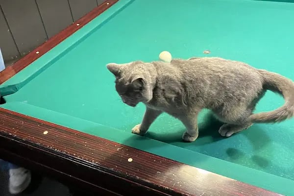 Ender Bilardo - Resim 4