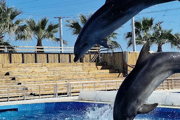 Aksu Dolphinarium / Kundu Antalya - Resim 15