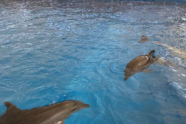 Aksu Dolphinarium / Kundu Antalya - Resim 7