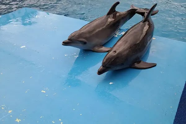 Aksu Dolphinarium / Kundu Antalya - Resim 5