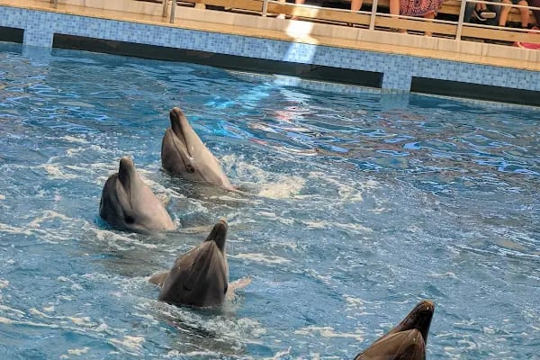 Aksu Dolphinarium / Kundu Antalya - Resim 2