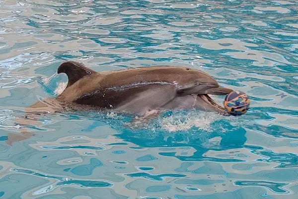Aksu Dolphinarium / Kundu Antalya - Resim 8