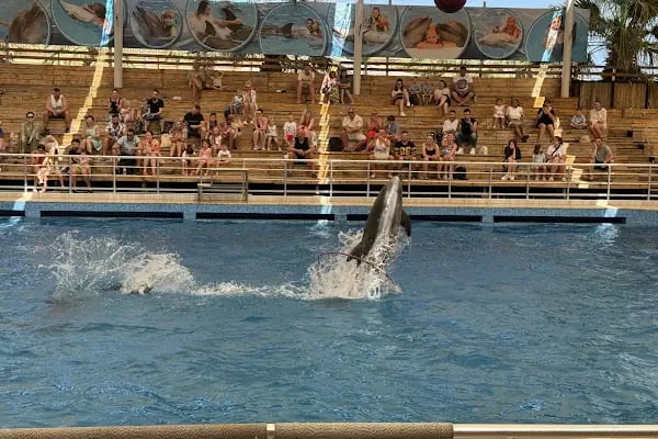 Aksu Dolphinarium / Kundu Antalya - Resim 13