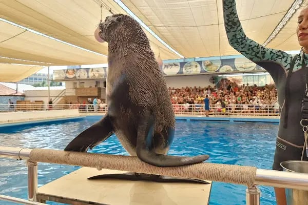 Aksu Dolphinarium / Kundu Antalya - Resim 11