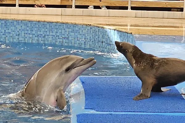 Aksu Dolphinarium / Kundu Antalya - Resim 4