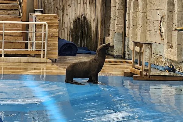 Aksu Dolphinarium / Kundu Antalya - Resim 18