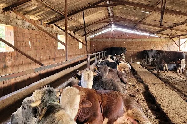KOÇ BESİ ÇİFTLİĞİ - Resim 15