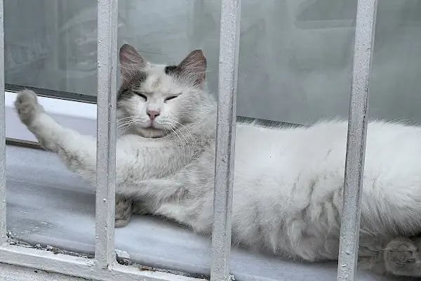 Avcılar Sempati Petshop - Resim 16