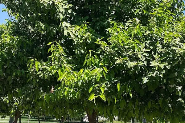 Yalçın Parkı - Resim 6