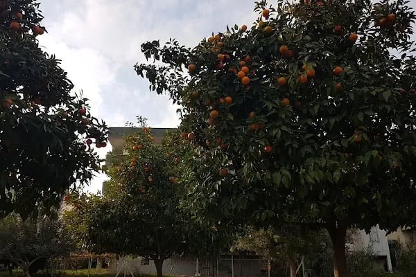 Yalçın Parkı - Resim 18