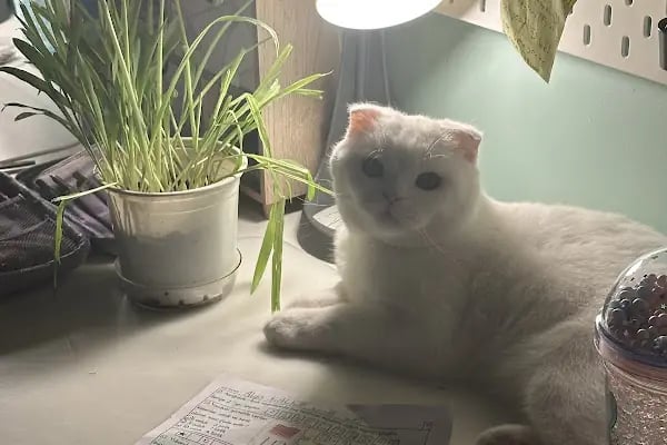 Yalıkavak Veteriner - Patibazz Veteriner Kliniği - Resim 20