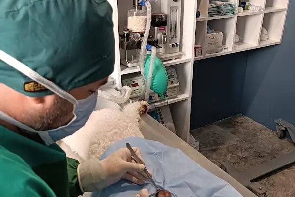 Yalıkavak Veteriner - Patibazz Veteriner Kliniği - Resim 5