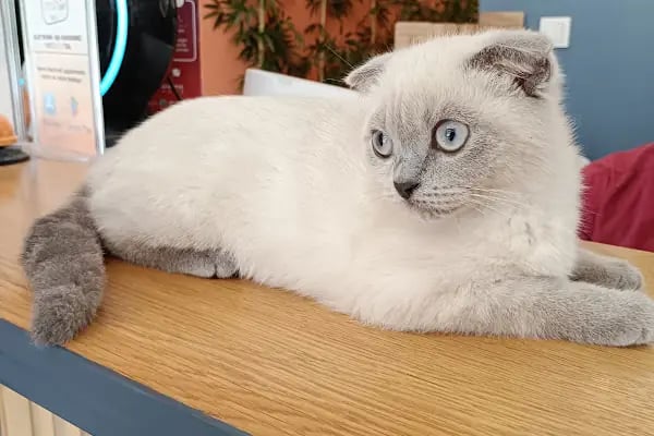 Yalıkavak Veteriner - Patibazz Veteriner Kliniği - Resim 3