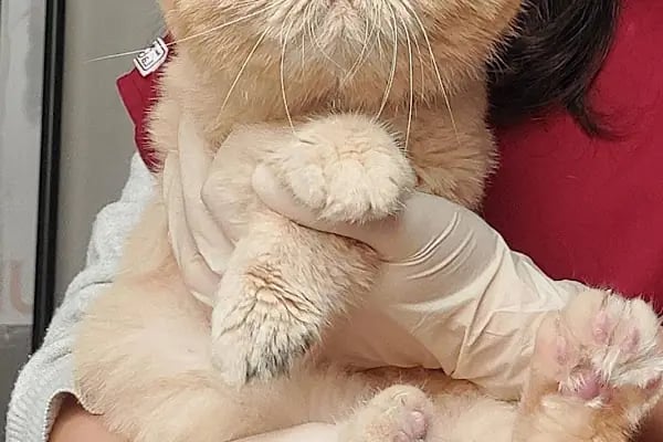 Yalıkavak Veteriner - Patibazz Veteriner Kliniği - Resim 9