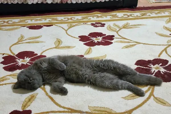 Yalıkavak Veteriner - Patibazz Veteriner Kliniği - Resim 13