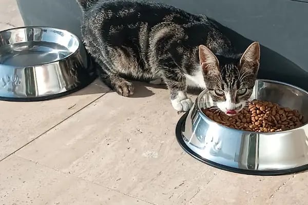 Yalıkavak Veteriner - Patibazz Veteriner Kliniği - Resim 11