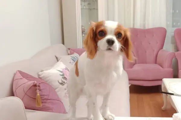 Güneşli Veteriner Kliniği - Resim 12