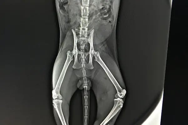 Güneşli Veteriner Kliniği - Resim 10