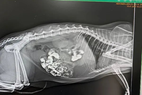 Güneşli Veteriner Kliniği - Resim 3