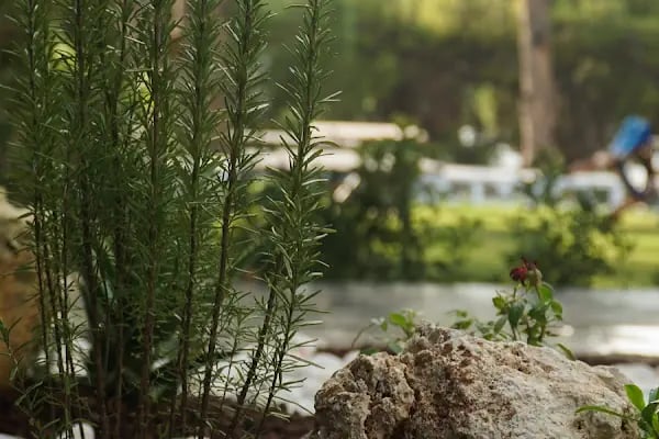 Pine Tree Otel - Resim 8