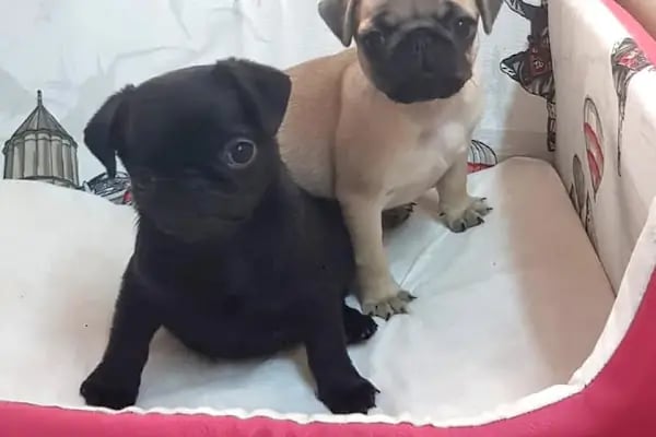 Amazon Petshop Çerkezköy - Resim 2