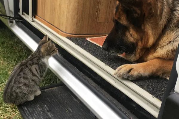 Mersin PetVET Veteriner Kliniği - Resim 5