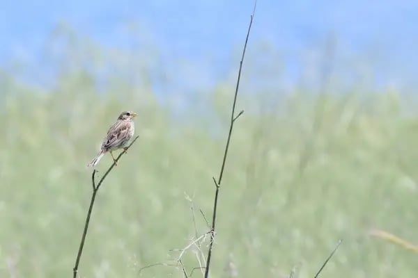 Magarsus Tiyatrosu - Resim 2