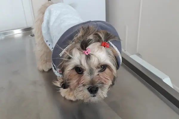 Turuncu Veteriner Kliniği - Resim 10