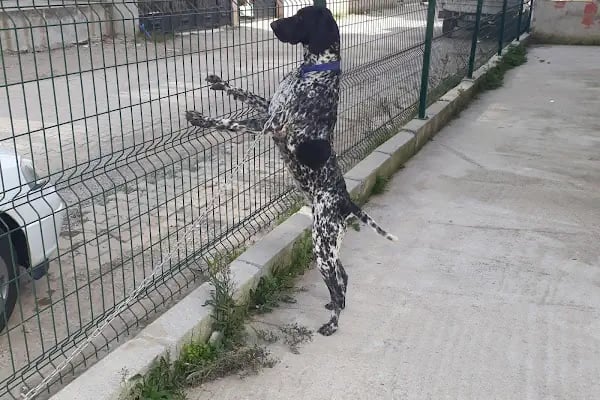 Turuncu Veteriner Kliniği - Resim 9