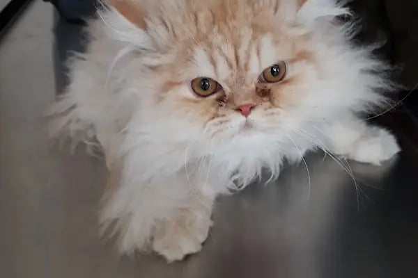 Turuncu Veteriner Kliniği - Resim 13